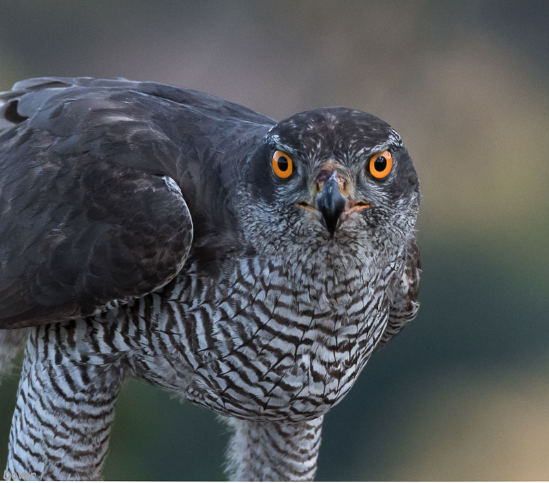 Astor  (Accipiter gentilis)