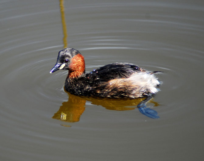 zampullin chico ( tachybaptus ruficollis )