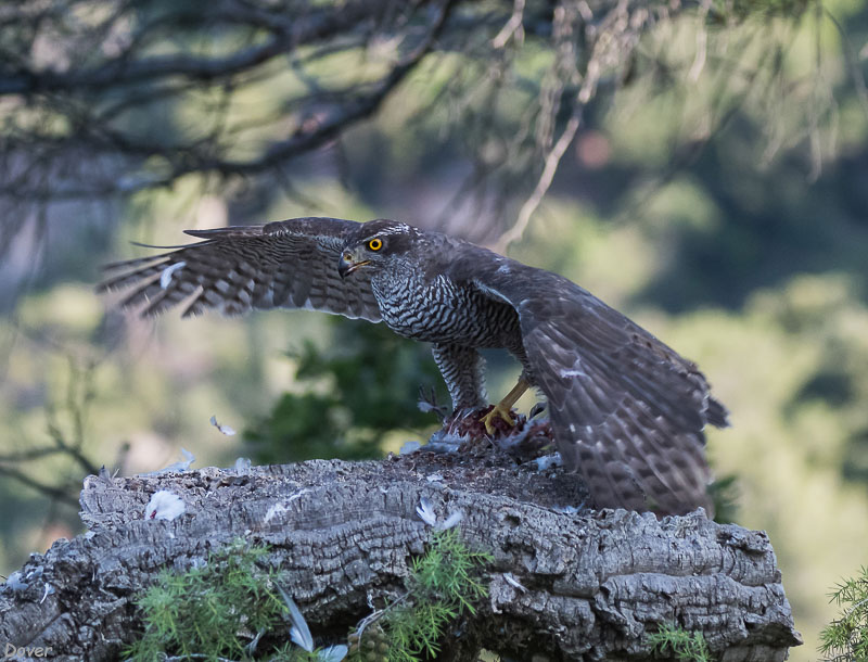 Astor (Accipiter gentilis)