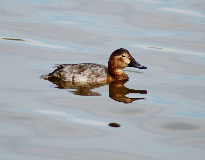 Porrón común ( aythya ferina)