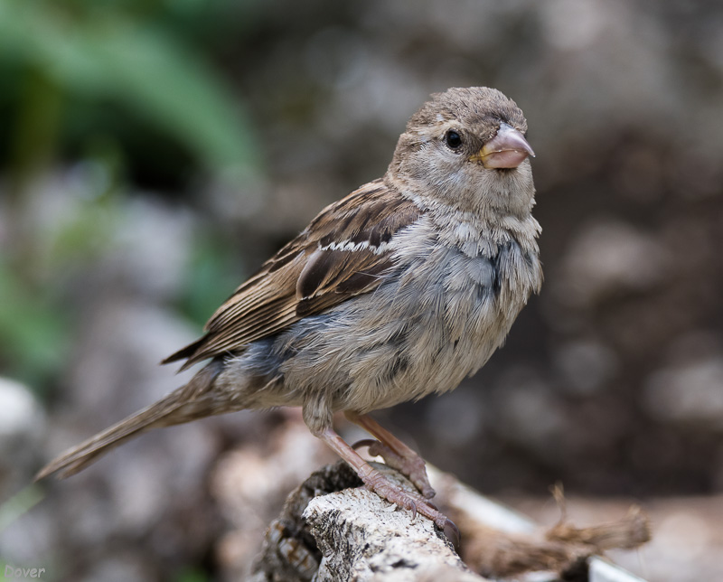 Pardal comú  (Passer domesticus)