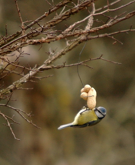 Mallerenga blava (Parus caeruleus)