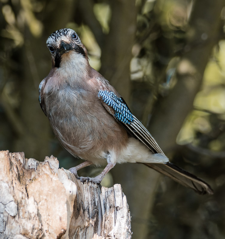 Gaig  (Garrulus glandarius)