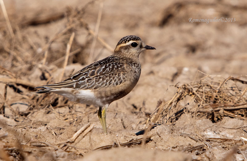 Corriol pit roig (charadrius morinellus)