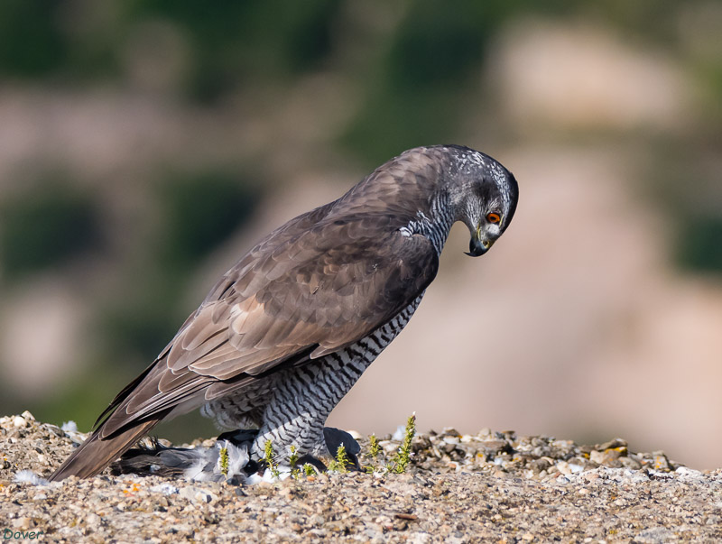 Femella d´Astor  (Accipiter gentilis)