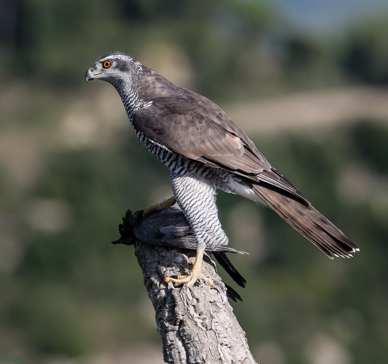 Femella d´Astor  (Accipiter gentilis)