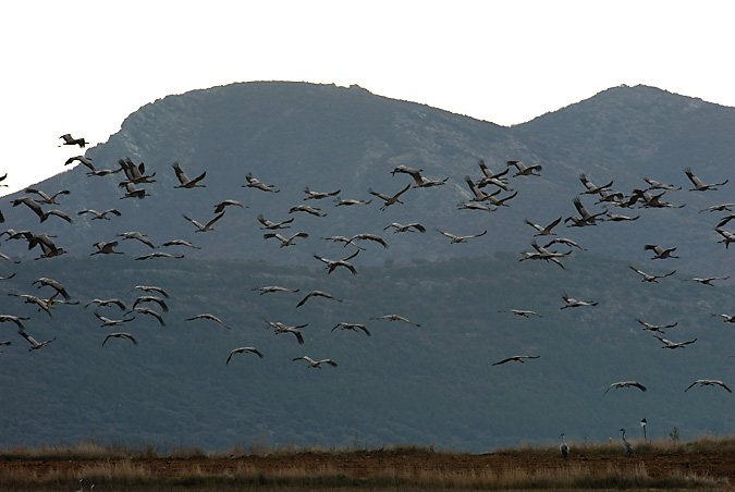 GRUES - GRULLAS A GALLOCANTA