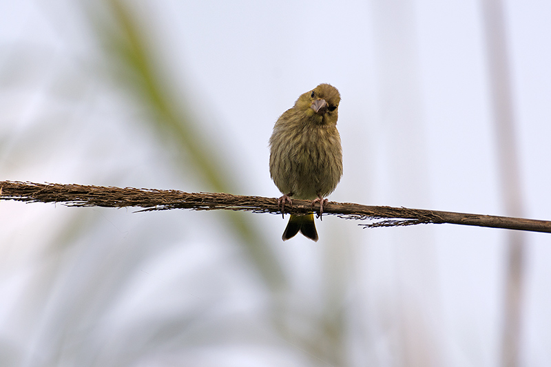 GAFARRO - VERDECILLO - SERINUS SERINUS