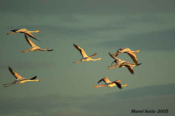 Flamencos