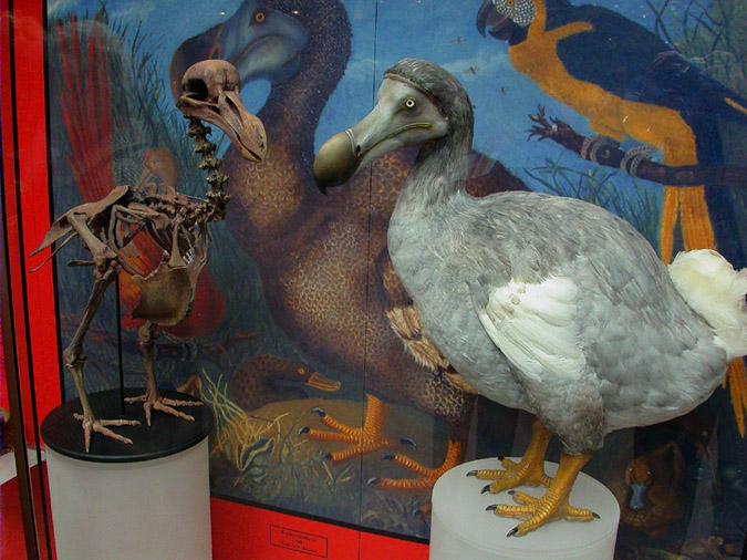 Dodo (Raphus cucullatus)