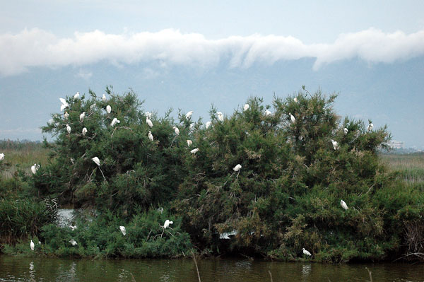 Esplugabous i martinets blancs pernoctant