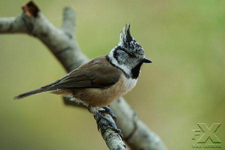 Parus cristatus