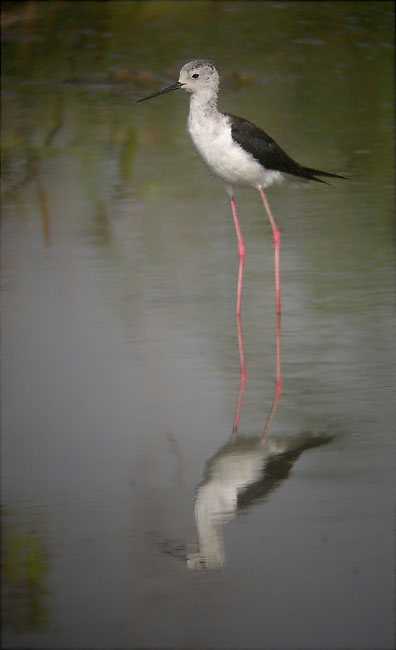 Cames llargues (Himantopus himantopus)