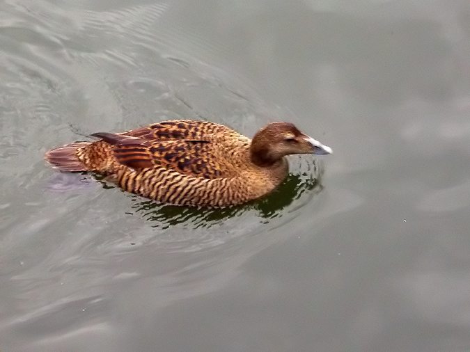 Eider femella, Eider común (Somateria mollissima)