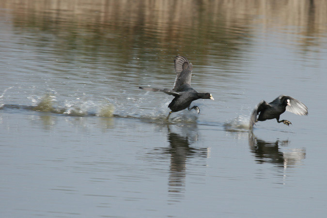 Focha cpmún (fulica atra)