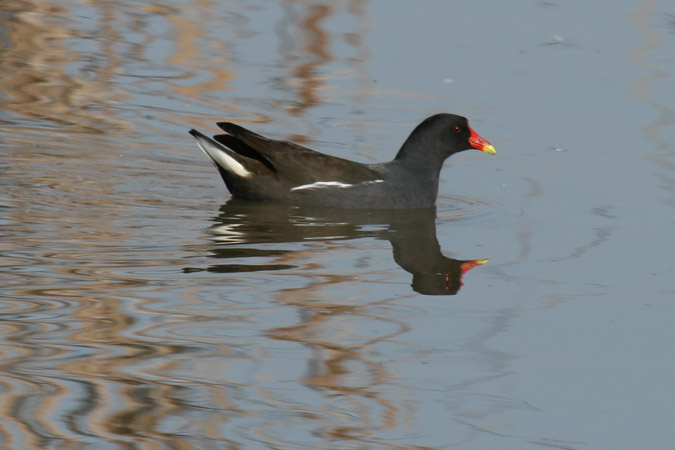 Polla de agua (gallinula chloropus)