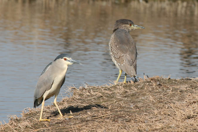 Martinet de nit (Nycticorax nycticorax)