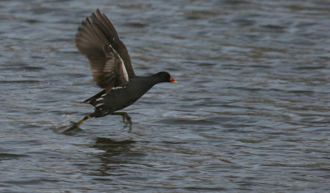 Polla d'aigua  (Gallinula Chloropus)