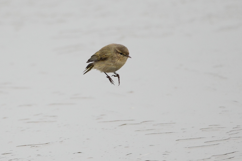 Mosquitero