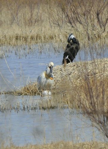 Becplaner (Platalea leucorodia)