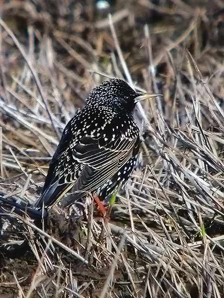 Estornell vulgar (Sturnus vulgaris)