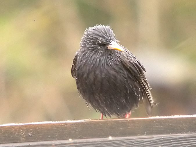 Estornell vulgar empapat (Sturnus vulgaris)