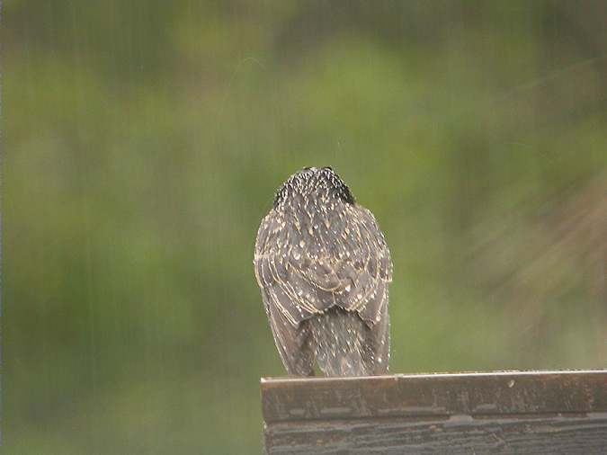 Estoïcisme (Sturnus vulgaris)