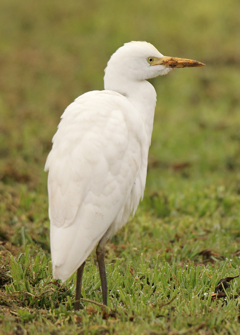 Esplugabous (Bubulcus ibis)