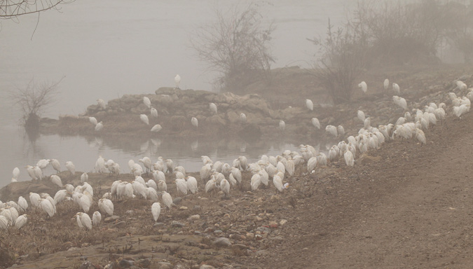 Esplugabous (Bubulcus ibis) Ardeidae