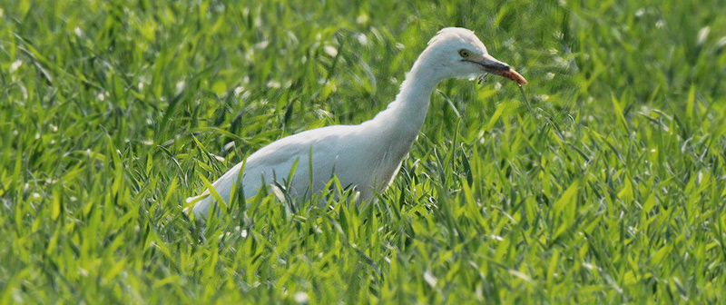 Esplugabous (Bubulcus ibis)