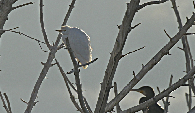 Esplugabous (Bubulcus ibis)