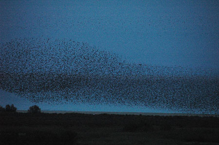 Estornell vulgar. Estornino pinto (Sturnus vulgaris)