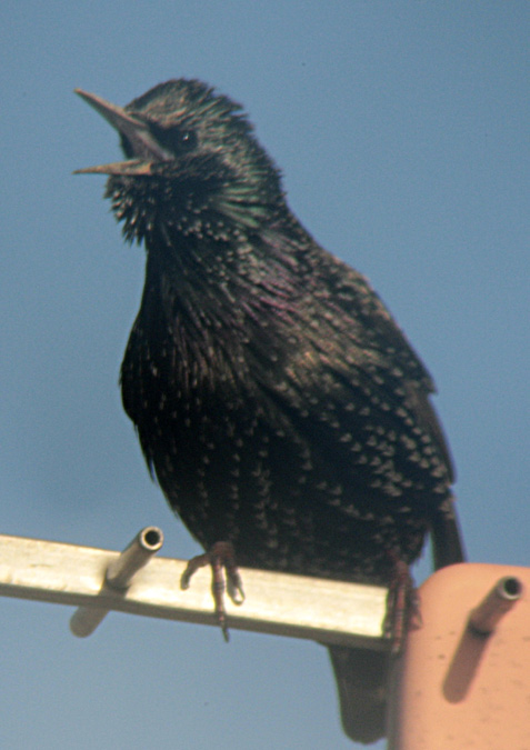 Estornell vulgar (Sturnus vulgaris)