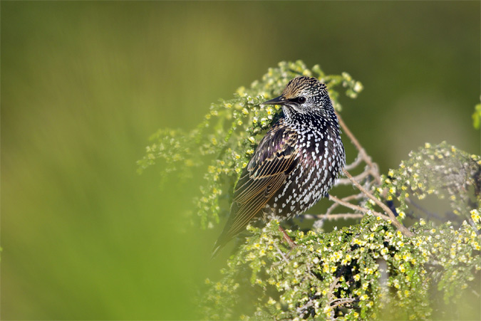 Estornell vulgar(Sturnus vulgaris)