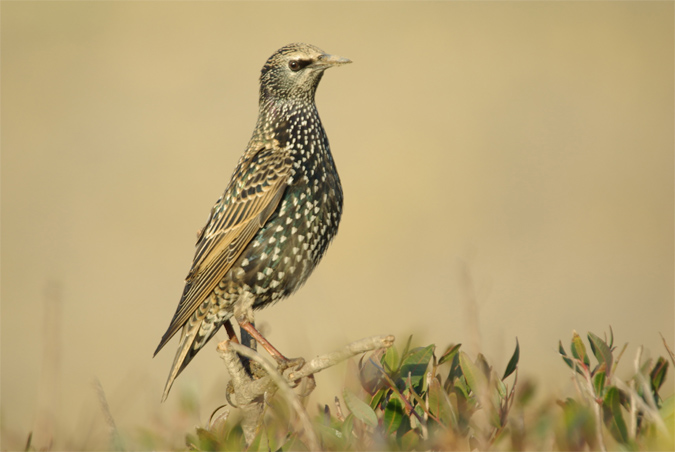 Estornell vulgar(Sturnus vulgaris)