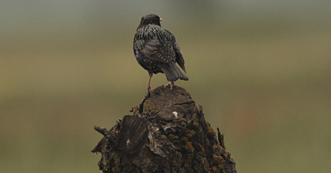 Estornell vulgar (Sturnus vulgaris)