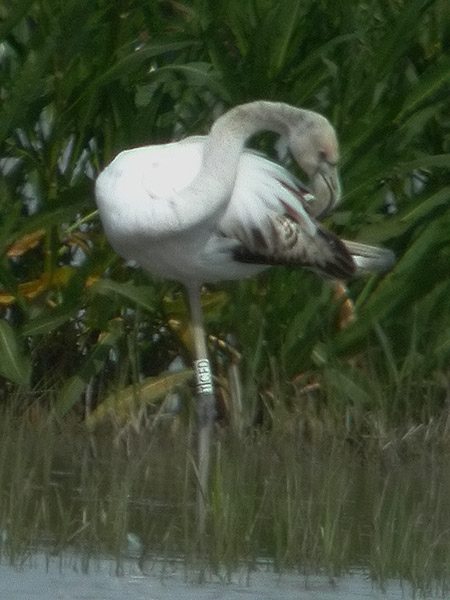 El poder del digiscoping, lectura d'anelles