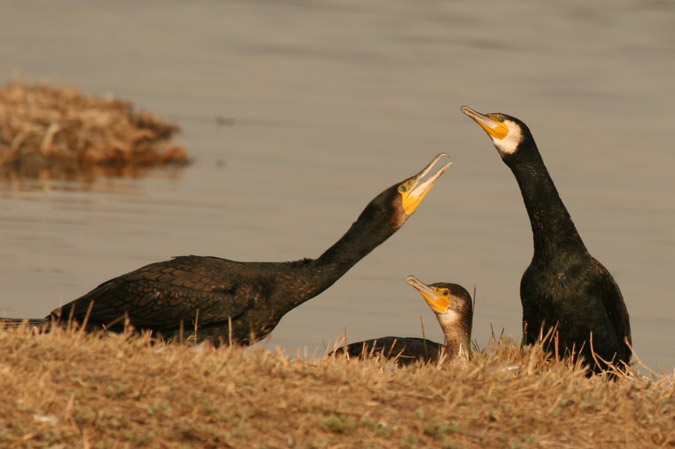 Cormoran, corb marí