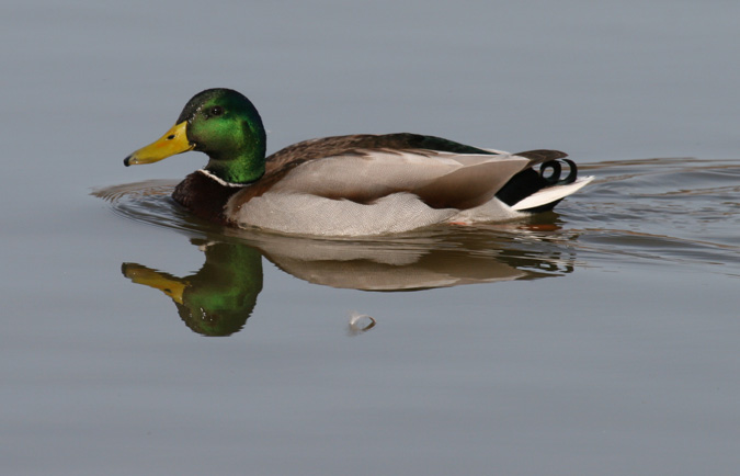 Collverd (Anas platyrhynchos)