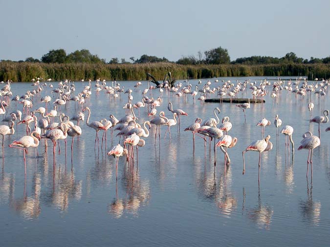 Flamencs, Pont de Gau, Saintes Maries de la Mer , Camarga