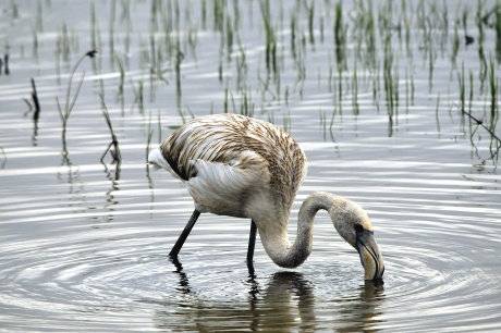 Flamenc (Phoenicopterus roseus)