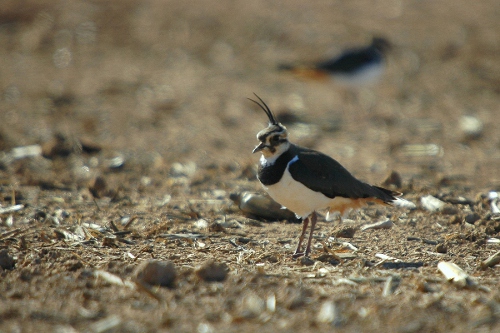 Fredeluga (Vanellus vanellus)