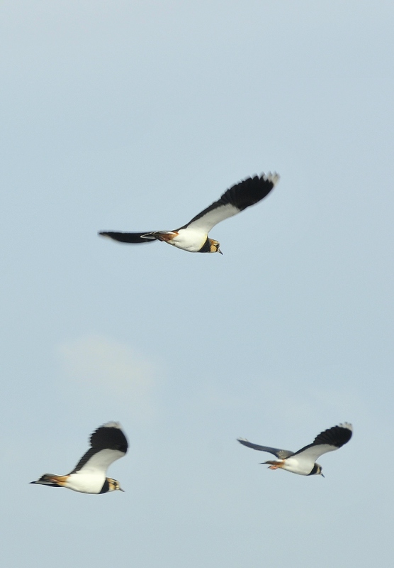 Fredelugues (Vanellus vanellus)