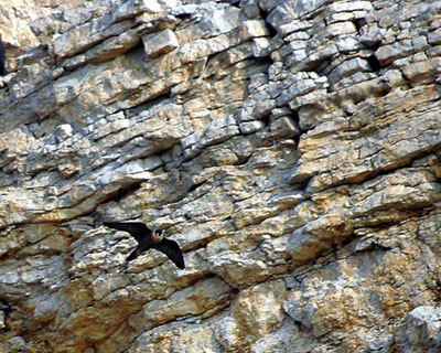 1/3-Falcó pelegrí adult. Halcón común (Falco peregrinus)