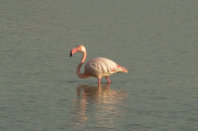 Flamenc 1