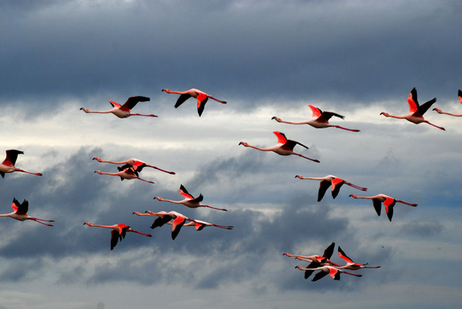 Flamecos (Phoenicopterus ruber)