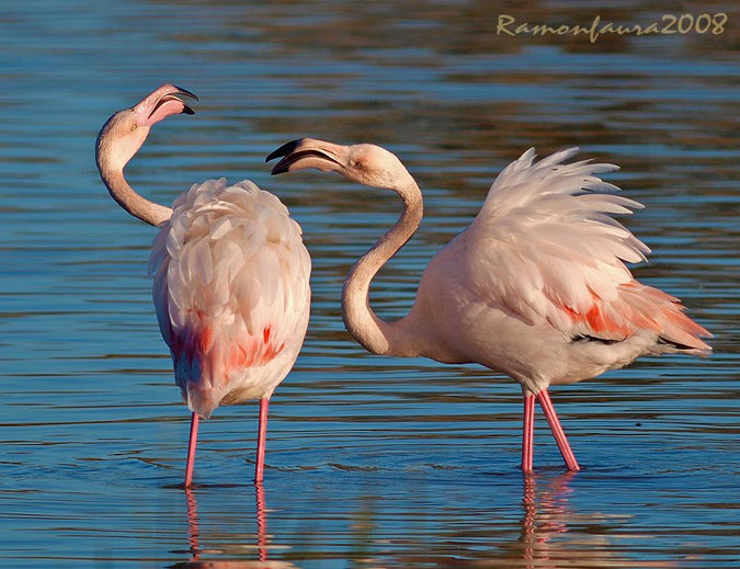 Converses de Flamencs