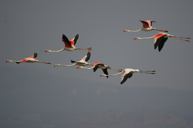 Flamencs en vol