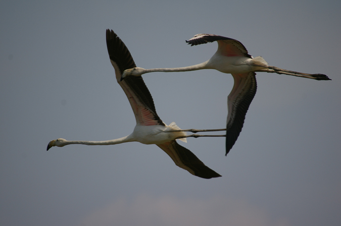 Flamencs joves en vol