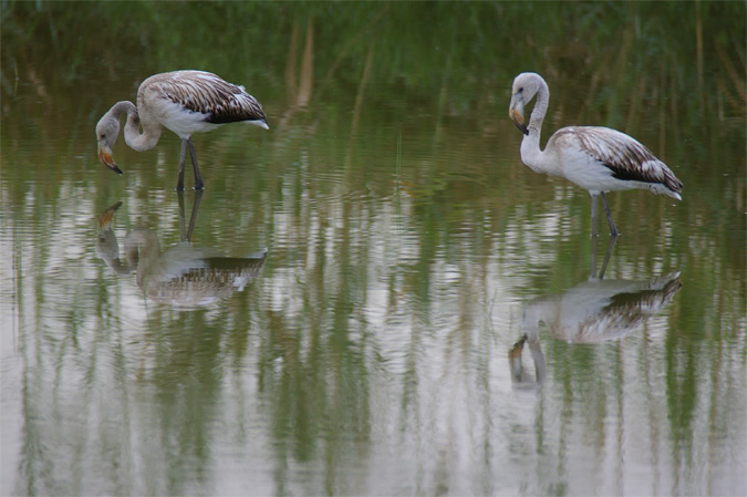 Flamencs joves(Phoenicopterus ruber)